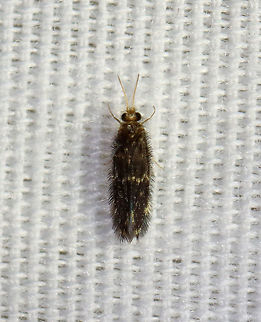 Microcaddisfly - Family Hydroptilidae Such a fuzzy cutie!

Habitat: Attracted to a light in a semi-rural area Geotagged,Hydroptilidae,Summer,Trichoptera,United States,caddisfly,microcaddisfly