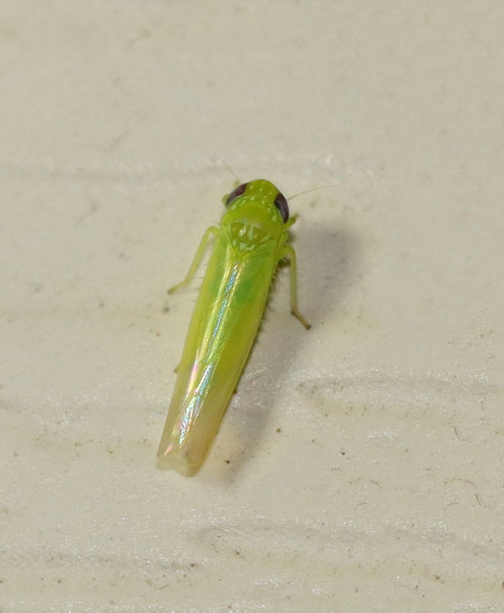 Potato Leafhopper - Empoasca fabae TL: ~3 mm.<br />
<br />
Habitat: Attracted to a light in a semi-rural area Empoasca,Empoasca fabae,Geotagged,Summer,United States,leafhopper,potato leafhopper