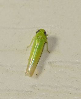 Potato Leafhopper - Empoasca fabae TL: ~3 mm.

Habitat: Attracted to a light in a semi-rural area Empoasca,Empoasca fabae,Geotagged,Summer,United States,leafhopper,potato leafhopper