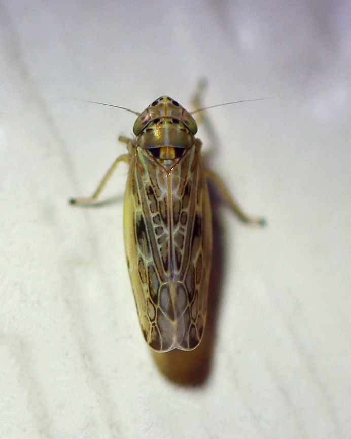Painted Leafhopper - Endria inimica Habitat: Attracted to a light in a semi-rural area Cicadellidae,Endria,Endria inimica,Geotagged,Painted Leafhopper,Summer,United States,leafhopper