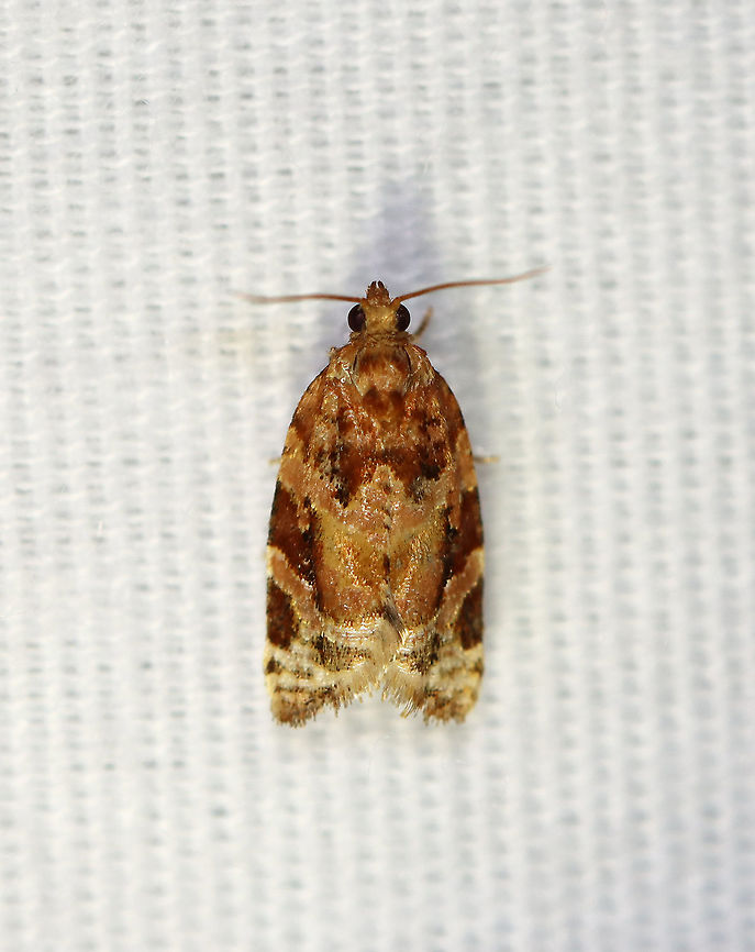 Red-banded Leafroller Moth - Argyrotaenia velutinana TL: ~10 mm. Whitish forewing is mottled gray and reddish brown in basal and subterminal areas.<br />
<br />
Habitat: Attracted to a 395 nm light in a rural area.<br />
<br />
2020(d) Argyrotaenia,Argyrotaenia velutinana,Geotagged,Red-banded leafroller moth,Summer,Tortricidae,United States,moth