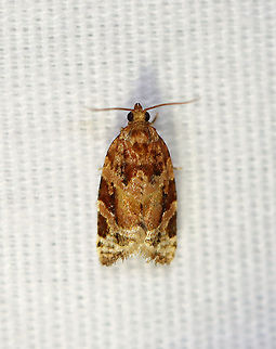 Red-banded Leafroller Moth - Argyrotaenia velutinana TL: ~10 mm. Whitish forewing is mottled gray and reddish brown in basal and subterminal areas.

Habitat: Attracted to a 395 nm light in a rural area.

2020(d) Argyrotaenia,Argyrotaenia velutinana,Geotagged,Red-banded leafroller moth,Summer,Tortricidae,United States,moth