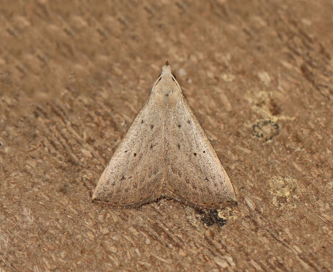Louisiana Snout - Macrochilo louisiana WS: ~ 18 mm. Pale brown FW with scattered black dots.<br />
<br />
Habitat: Attracted to a 395 nm LED light in a rural area<br />
<br />
2020(195) Geotagged,Louisiana Snout Moth,Macrochilo louisiana,Summer,United States,erebidae,macrochilo,moth