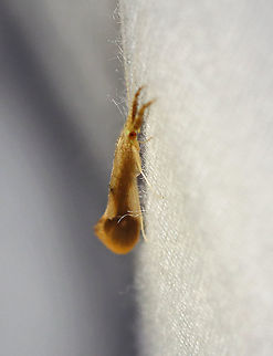 Longhorned Caddisfly - Triaenodes sp. Habitat: Attracted to a light in a semi-rural area Geotagged,Summer,Triaenodes,United States,caddisfly,longhorned caddisfly