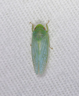 Gyponana geminata Habitat: Attracted to a light in a semi-rural area Cicadellidae,Geotagged,Gyponana,Gyponana geminata,Summer,United States,leafhopper