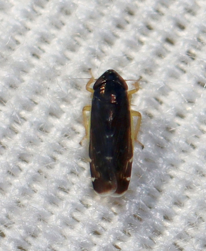 Leafhopper - Planicephalus flavocostatus Tiny, nearly black leafhopper with a yellow stripe on the costa.<br />
<br />
Habitat: Attracted to a light in a semi-rural area Cicadellidae,Geotagged,Planicephalus,Planicephalus flavocostatus,Summer,United States,leafhopper