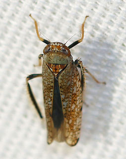 Mosaic leafhopper - Orientus ishidae Habitat: Attracted to a light in a semi-rural area. Geotagged,Mosaic leafhopper,Orientus,Orientus ishidae,Summer,United States,leafhopper