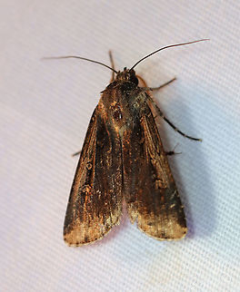 Subterranean Dart - Feltia subterranea TL: ~20-22 mm. Brown forewings with extensive, darker shading.

Habitat: Attracted to a 395 nm light at night in a rural area.

2020(196) Feltia subterranea,Geotagged,Granulate Cutworm,Summer,United States
