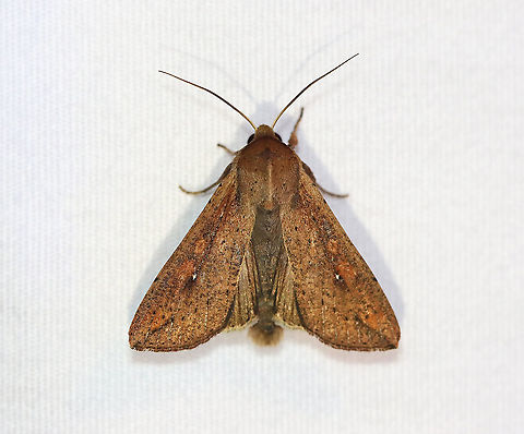 White-speck Moth