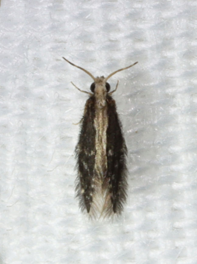 Microcaddisfly - Family Hydroptilidae Habitat: Attracted to a light in a semi-rural area Geotagged,Hydroptilidae,Summer,United States,caddisfly,microcaddisfly