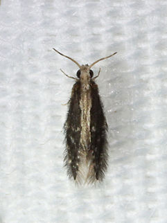 Microcaddisfly - Family Hydroptilidae Habitat: Attracted to a light in a semi-rural area Geotagged,Hydroptilidae,Summer,United States,caddisfly,microcaddisfly