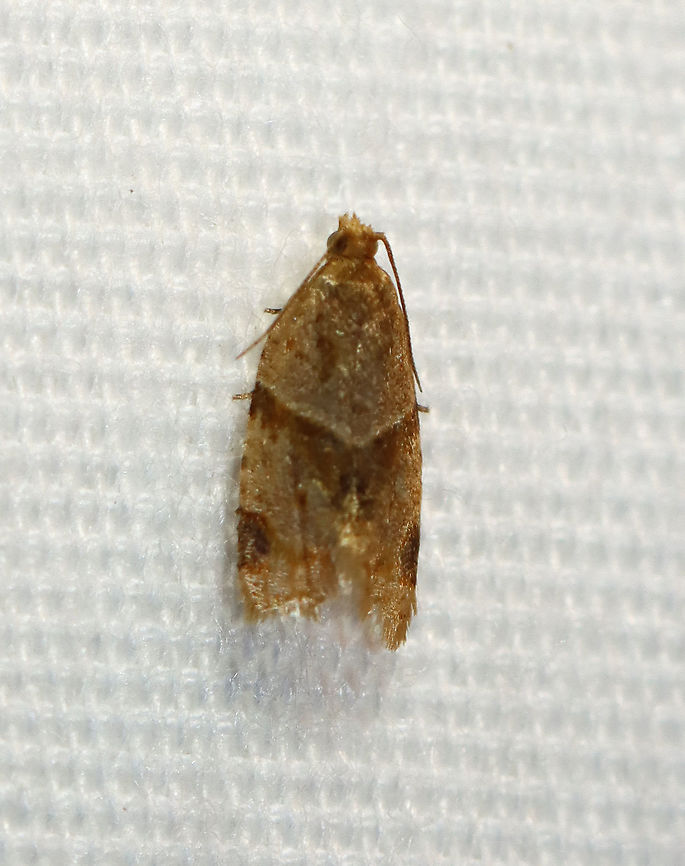 Garden Tortrix - Clepsis peritana TL: ~8 mm. Host: Strawberries. Status: Common.<br />
<br />
Habitat: Attracted to a 395 nm LED light in a semi-rural area<br />
<br />
2020(d) Clepsis,Clepsis peritana,Garden Tortrix,Geotagged,Summer,Tortricidae,United States,moth