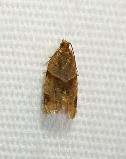 Garden Tortrix - Clepsis peritana TL: ~8 mm. Host: Strawberries. Status: Common.

Habitat: Attracted to a 395 nm LED light in a semi-rural area

2020(d) Clepsis,Clepsis peritana,Garden Tortrix,Geotagged,Summer,Tortricidae,United States,moth