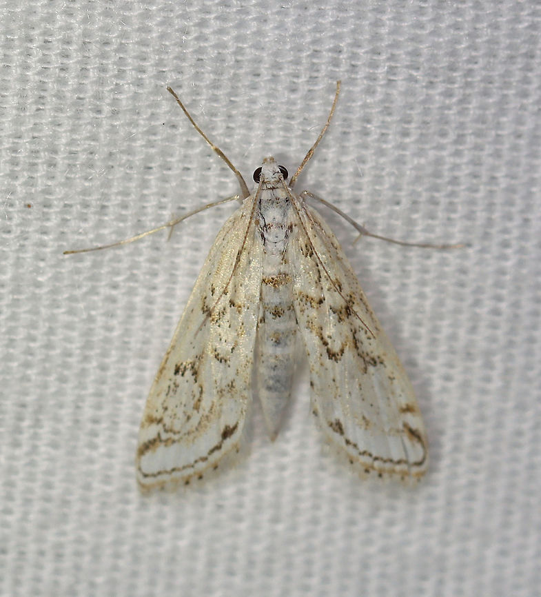 Watermilfoil Leafcutter Moth - Parapoynx allionealis TL: ~ 10 mm.  Whitish wings with brown streaks and wavy lines. Brown terminal line. Hosts: Aquatic plants. Status: Common<br />
<br />
Habitat: Attracted to a 395 nm light at night in a rural area.<br />
<br />
2020(197) Crambidae,Geotagged,Parapoynx,Parapoynx allionealis,Summer,United States,Watermilfoil Leafcutter Moth,moth