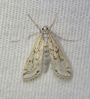 Watermilfoil Leafcutter Moth - Parapoynx allionealis TL: ~ 10 mm.  Whitish wings with brown streaks and wavy lines. Brown terminal line. Hosts: Aquatic plants. Status: Common

Habitat: Attracted to a 395 nm light at night in a rural area.

2020(197) Crambidae,Geotagged,Parapoynx,Parapoynx allionealis,Summer,United States,Watermilfoil Leafcutter Moth,moth