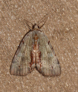Woody Underwing - Catocala grynea TL: ~25 mm. Chestnut streak along inner margin. Fragmented AM and PM lines widen at costa. HW is golden yellow with black bands and checkered fringe. Hosts: Apple, cherry, hawthorn, and plum. Status: Common.

Habitat: Attracted to a 395 nm LED light in a semi-rural area

2020(d) Catocala,Catocala grynea,Erebidae,Geotagged,Summer,United States,Woody Underwing,moth,underwing