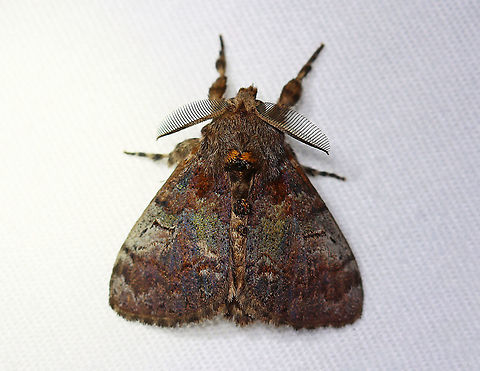 Dasychira basiflava?? I'm not sure of the species-level ID. I think Dasychira basiflava is most likey, but D. meridionalis and D. vagans are also similar. 

Habitat: Attracted to a 395 nm light at night in a rural area.

2020(198)

https://www.jungledragon.com/image/99713/dasychira_basiflava.html Dasychira,Erebidae,Geotagged,Summer,United States,tussock moth