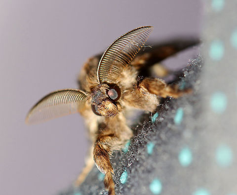 Dasychira basiflava?? As with many other tussock moths, this guy enjoyed climbing all over me. In this shot, he was on the strap of my headlamp, which I wrap around my wrist. I couldn't resist getting a shot of his handsome face and impressive antennae!

I'm not sure of the species-level ID. I think Dasychira basiflava is most likey, but D. meridionalis and D. vagans are also similar.

Habitat: Attracted to a 395 nm light at night in a rural area.

2020(198)
https://www.jungledragon.com/image/99711/dasychira_basiflava.html Geotagged,Summer,United States