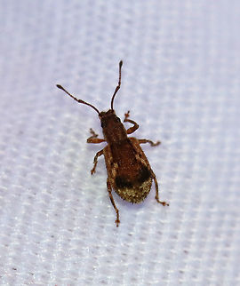 Peach Root Weevil - Pseudoedophrys hilleri This species is introduced from Japan. It eats the foliage of woody plants, such as maple.

Habitat: Attracted to a light in a semi-rural area.
https://www.jungledragon.com/image/99716/peach_root_weevil_-_pseudoedophrys_hilleri.html
https://www.jungledragon.com/image/99715/peach_root_weevil_-_pseudoedophrys_hilleri.html Curculionidae,Geotagged,Peach Root Weevil,Pseudoedophrys,Pseudoedophrys hilleri,Summer,United States,beetle,weevil