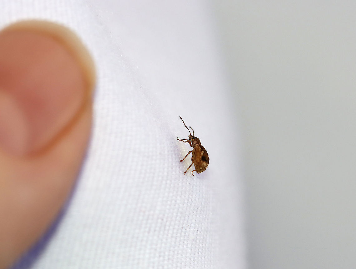 Peach Root Weevil - Pseudoedophrys hilleri This species is introduced from Japan. It eats the foliage of woody plants, such as maple.<br />
<br />
Habitat: Attracted to a light in a semi-rural area.<br />
<figure class="photo"><a href="https://www.jungledragon.com/image/99714/peach_root_weevil_-_pseudoedophrys_hilleri.html" title="Peach Root Weevil - Pseudoedophrys hilleri"><img src="https://s3.amazonaws.com/media.jungledragon.com/images/3232/99714_thumb.jpg?AWSAccessKeyId=05GMT0V3GWVNE7GGM1R2&Expires=1769040010&Signature=C7eDPCQmAgkAXyHG0tqphl%2BLRAw%3D" width="128" height="152" alt="Peach Root Weevil - Pseudoedophrys hilleri This species is introduced from Japan. It eats the foliage of woody plants, such as maple.<br />
<br />
Habitat: Attracted to a light in a semi-rural area.<br />
https://www.jungledragon.com/image/99716/peach_root_weevil_-_pseudoedophrys_hilleri.html<br />
https://www.jungledragon.com/image/99715/peach_root_weevil_-_pseudoedophrys_hilleri.html Curculionidae,Geotagged,Peach Root Weevil,Pseudoedophrys,Pseudoedophrys hilleri,Summer,United States,beetle,weevil" /></a></figure><br />
<figure class="photo"><a href="https://www.jungledragon.com/image/99716/peach_root_weevil_-_pseudoedophrys_hilleri.html" title="Peach Root Weevil - Pseudoedophrys hilleri"><img src="https://s3.amazonaws.com/media.jungledragon.com/images/3232/99716_thumb.jpg?AWSAccessKeyId=05GMT0V3GWVNE7GGM1R2&Expires=1769040010&Signature=cdHpsg9RUTP6QUH81Vke4izn5gc%3D" width="126" height="152" alt="Peach Root Weevil - Pseudoedophrys hilleri This species is introduced from Japan. It eats the foliage of woody plants, such as maple.<br />
<br />
Habitat: Attracted to a light in a semi-rural area.<br />
https://www.jungledragon.com/image/99714/peach_root_weevil_-_pseudoedophrys_hilleri.html<br />
https://www.jungledragon.com/image/99715/peach_root_weevil_-_pseudoedophrys_hilleri.html Geotagged,Peach Root Weevil,Pseudoedophrys hilleri,Summer,United States" /></a></figure> Geotagged,Peach Root Weevil,Pseudoedophrys hilleri,Summer,United States