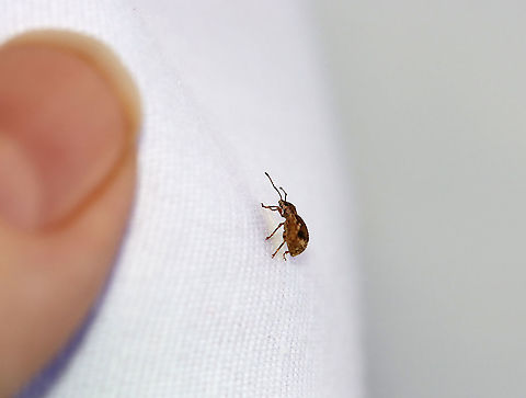 Peach Root Weevil - Pseudoedophrys hilleri This species is introduced from Japan. It eats the foliage of woody plants, such as maple.

Habitat: Attracted to a light in a semi-rural area.
https://www.jungledragon.com/image/99714/peach_root_weevil_-_pseudoedophrys_hilleri.html
https://www.jungledragon.com/image/99716/peach_root_weevil_-_pseudoedophrys_hilleri.html Geotagged,Peach Root Weevil,Pseudoedophrys hilleri,Summer,United States