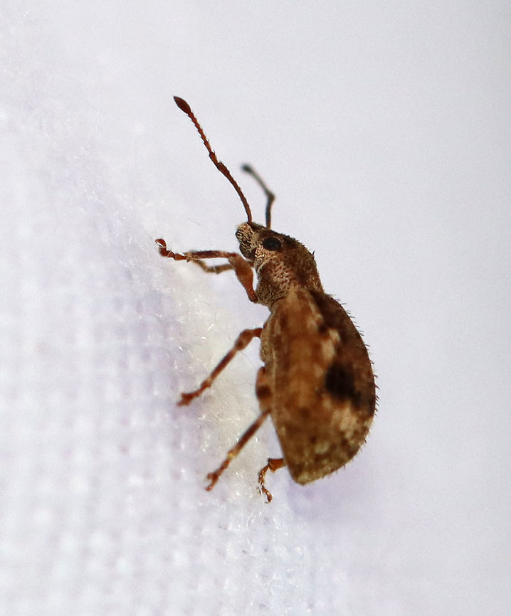 Peach Root Weevil - Pseudoedophrys hilleri This species is introduced from Japan. It eats the foliage of woody plants, such as maple.<br />
<br />
Habitat: Attracted to a light in a semi-rural area.<br />
<figure class="photo"><a href="https://www.jungledragon.com/image/99714/peach_root_weevil_-_pseudoedophrys_hilleri.html" title="Peach Root Weevil - Pseudoedophrys hilleri"><img src="https://s3.amazonaws.com/media.jungledragon.com/images/3232/99714_thumb.jpg?AWSAccessKeyId=05GMT0V3GWVNE7GGM1R2&Expires=1759968010&Signature=W3JtVXeieJibyTzZQOIUo2Vefs4%3D" width="128" height="152" alt="Peach Root Weevil - Pseudoedophrys hilleri This species is introduced from Japan. It eats the foliage of woody plants, such as maple.<br />
<br />
Habitat: Attracted to a light in a semi-rural area.<br />
https://www.jungledragon.com/image/99716/peach_root_weevil_-_pseudoedophrys_hilleri.html<br />
https://www.jungledragon.com/image/99715/peach_root_weevil_-_pseudoedophrys_hilleri.html Curculionidae,Geotagged,Peach Root Weevil,Pseudoedophrys,Pseudoedophrys hilleri,Summer,United States,beetle,weevil" /></a></figure><br />
<figure class="photo"><a href="https://www.jungledragon.com/image/99715/peach_root_weevil_-_pseudoedophrys_hilleri.html" title="Peach Root Weevil - Pseudoedophrys hilleri"><img src="https://s3.amazonaws.com/media.jungledragon.com/images/3232/99715_thumb.jpg?AWSAccessKeyId=05GMT0V3GWVNE7GGM1R2&Expires=1759968010&Signature=oanJ0wUXo6WtGUWr4xXIGPXYBlM%3D" width="200" height="152" alt="Peach Root Weevil - Pseudoedophrys hilleri This species is introduced from Japan. It eats the foliage of woody plants, such as maple.<br />
<br />
Habitat: Attracted to a light in a semi-rural area.<br />
https://www.jungledragon.com/image/99714/peach_root_weevil_-_pseudoedophrys_hilleri.html<br />
https://www.jungledragon.com/image/99716/peach_root_weevil_-_pseudoedophrys_hilleri.html Geotagged,Peach Root Weevil,Pseudoedophrys hilleri,Summer,United States" /></a></figure> Geotagged,Peach Root Weevil,Pseudoedophrys hilleri,Summer,United States