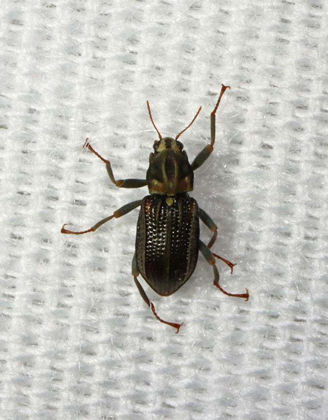 Riffle Beetle - Stenelmis crenata My first riffle beetle! Their common name comes from the larval habitat -- stream riffles.<br />
<br />
Habitat: Attracted to a light in a semi-rural area Elmidae,Geotagged,Stenelmis,Stenelmis crenata,Summer,United States,beetle,riffle beetle
