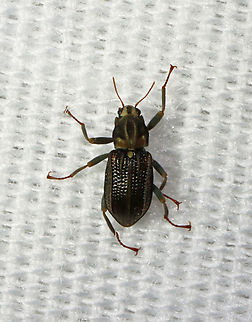 Riffle Beetle - Stenelmis crenata My first riffle beetle! Their common name comes from the larval habitat -- stream riffles.

Habitat: Attracted to a light in a semi-rural area Elmidae,Geotagged,Stenelmis,Stenelmis crenata,Summer,United States,beetle,riffle beetle