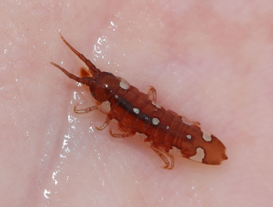 Marine Isopod - Idotea balthica I was watching a flock of birds eating things out of the water at low tide and crouched near them to see what they were feasting on. I scooped one of these creatures out of the water (there were TONS). I didn&#039;t know what it was at the time, but it didn&#039;t bite, at least.<br />
<br />
This species eats algae and has a very variable pattern.<br />
<br />
Habitat: Low tide zone on Laudholm beach. Laudholm is part of Wells National Estuarine Research Preserve. The preserve includes  2,250 acres of upland fields and forests, freshwater and estuarine wetlands, salt marshes, brackish marshes, scrub swamp, and a beach-and-dune system. The protected area goes from Little River to the Ogunquit River. The beach is enormous at low tide with lots of fun areas to explore for critters. It&#039;s also pretty empty as most people aren&#039;t willing to hike through the preserve to get to the beach. The beach is very variable with areas of coarse and fine sand, mudflats, boulders, and cobbles. It&#039;s an incredible place!<br />
<figure class="photo"><a href="https://www.jungledragon.com/image/99893/marine_isopod_-_idotea_balthica.html" title="Marine Isopod - Idotea balthica"><img src="https://s3.amazonaws.com/media.jungledragon.com/images/3232/99893_thumb.jpg?AWSAccessKeyId=05GMT0V3GWVNE7GGM1R2&Expires=1767225610&Signature=%2Fbf5qMoxfzmmfj9r9m%2BW9MNObuo%3D" width="200" height="150" alt="Marine Isopod - Idotea balthica I was watching a flock of birds eating things out of the water at low tide and crouched near them to see what they were feasting on. I scooped one of these creatures out of the water (there were TONS). I didn&#039;t know what it was at the time, but it didn&#039;t bite, at least. <br />
<br />
This species eats algae and has a very variable pattern.<br />
<br />
Habitat: Low tide zone on Laudholm beach. Laudholm is part of Wells National Estuarine Research Preserve. The preserve includes 2,250 acres of upland fields and forests, freshwater and estuarine wetlands, salt marshes, brackish marshes, scrub swamp, and a beach-and-dune system. The protected area goes from Little River to the Ogunquit River. The beach is enormous at low tide with lots of fun areas to explore for critters. It&#039;s also pretty empty as most people aren&#039;t willing to hike through the preserve to get to the beach. The beach is very variable with areas of coarse and fine sand, mudflats, boulders, and cobbles. It&#039;s an incredible place!<br />
https://www.jungledragon.com/image/99895/marine_isopod_-_idotea_balthica.html<br />
https://www.jungledragon.com/image/110243/marine_isopod_-_idotea_balthica.html Geotagged,Idotea,Idotea balthica,Idoteidae,Isopoda,Malacostraca,Summer,United States,isopod,marine isopod" /></a></figure><br />
<figure class="photo"><a href="https://www.jungledragon.com/image/110243/marine_isopod_-_idotea_balthica.html" title="Marine Isopod - Idotea balthica"><img src="https://s3.amazonaws.com/media.jungledragon.com/images/3232/110243_thumb.jpg?AWSAccessKeyId=05GMT0V3GWVNE7GGM1R2&Expires=1767225610&Signature=dVzfPxFJ0cYPqGCqKAhgwgIY1MY%3D" width="200" height="140" alt="Marine Isopod - Idotea balthica I was watching a flock of birds eating things out of the water at low tide and crouched near them to see what they were feasting on. I scooped one of these creatures out of the water (there were TONS). I didn&#039;t know what it was at the time, but it didn&#039;t bite, at least.<br />
<br />
This species eats algae and has a very variable pattern.<br />
<br />
Habitat: Low tide zone <br />
https://www.jungledragon.com/image/99895/marine_isopod_-_idotea_balthica.html<br />
https://www.jungledragon.com/image/99893/marine_isopod_-_idotea_balthica.html Baltic Isopod,Geotagged,Idotea,Idotea balthica,Summer,United States,isopod,marine isopod" /></a></figure> Geotagged,Idotea balthica,Summer,United States