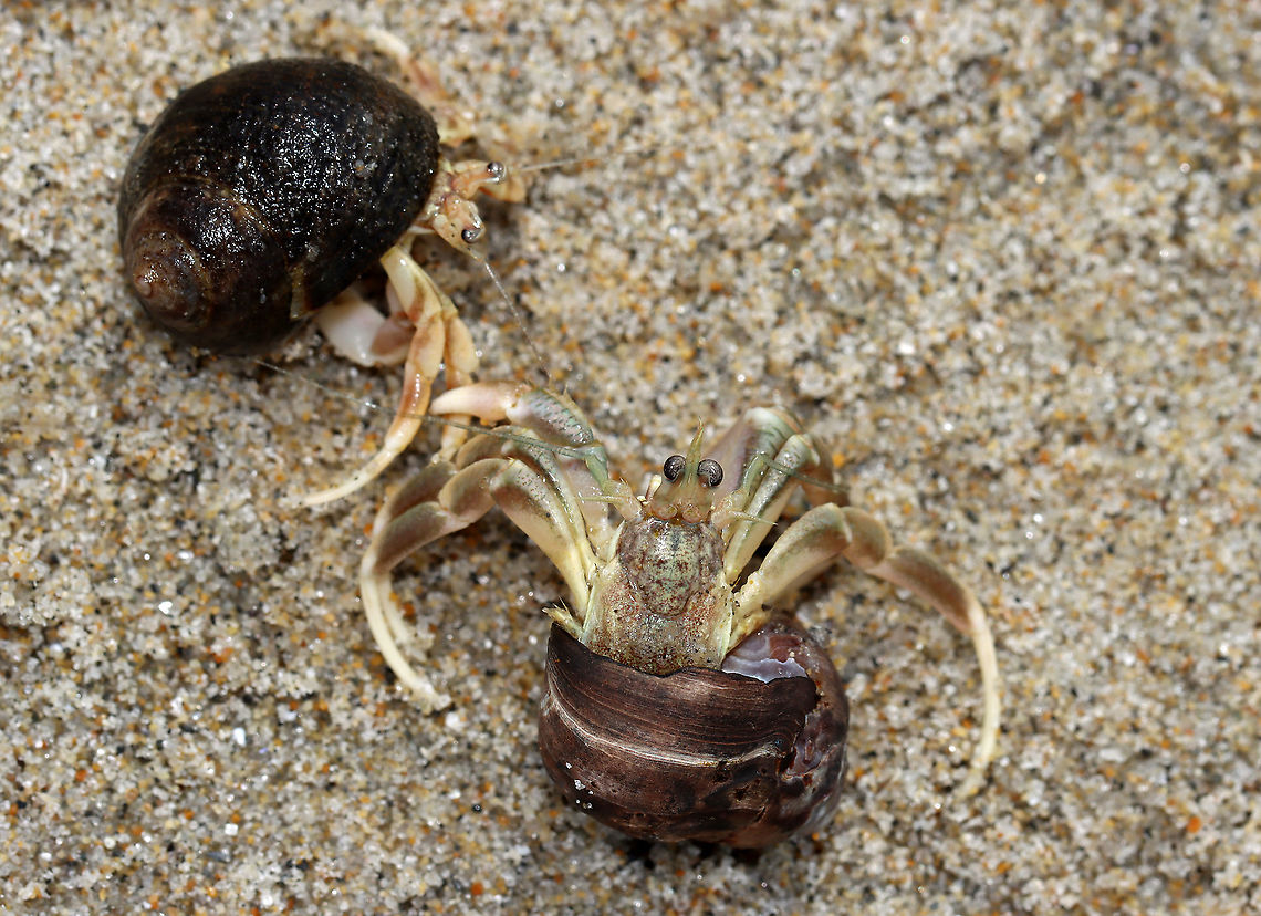 Long-wristed Hermit Crab - Pagurus longicarpus Holding claws &lt;3!<br />
<br />
These crabs were quite ubiquitous in the low tide zone. And, so many of them were in pairs -- where one of them was holding the other&#039;s claw. It was so cute. These crabs can pinch, but I usually find them to be gentle and have never been pinched by one.<br />
<br />
Habitat: Low tide zone on Laudholm beach. Laudholm is part of Wells National Estuarine Research Preserve. The preserve includes 2,250 acres of upland fields and forests, freshwater and estuarine wetlands, salt marshes, brackish marshes, scrub swamp, and a beach-and-dune system. The protected area goes from Little River to the Ogunquit River. The beach is enormous at low tide with lots of fun areas to explore for critters. It&#039;s also pretty empty as most people aren&#039;t willing to hike through the preserve to get to the beach. The beach is very variable with areas of coarse and fine sand, mudflats, boulders, and cobbles. It&#039;s an incredible place!<br />
<br />
<section class="video"><iframe width="448" height="252" src="https://player.vimeo.com/video/447924024?title=0&byline=0&portrait=0" frameborder="0"></iframe></section><br />
<figure class="photo"><a href="https://www.jungledragon.com/image/99903/long-wristed_hermit_crab_-_pagurus_longicarpus.html" title="Long-wristed Hermit Crab - Pagurus longicarpus"><img src="https://s3.amazonaws.com/media.jungledragon.com/images/3232/99903_thumb.jpg?AWSAccessKeyId=05GMT0V3GWVNE7GGM1R2&Expires=1767225610&Signature=dISkX6hUjX1Z499BbeOw98HBUfw%3D" width="200" height="146" alt="Long-wristed Hermit Crab - Pagurus longicarpus These crabs were quite ubiquitous in the low tide zone. And, so many of them were in pairs -- where one of them was holding the other&#039;s claw. It was so cute. These crabs can pinch, but I usually find them to be gentle and have never been pinched by one.<br />
<br />
Habitat: Low tide zone on Laudholm beach. Laudholm is part of Wells National Estuarine Research Preserve. The preserve includes 2,250 acres of upland fields and forests, freshwater and estuarine wetlands, salt marshes, brackish marshes, scrub swamp, and a beach-and-dune system. The protected area goes from Little River to the Ogunquit River. The beach is enormous at low tide with lots of fun areas to explore for critters. It&#039;s also pretty empty as most people aren&#039;t willing to hike through the preserve to get to the beach. The beach is very variable with areas of coarse and fine sand, mudflats, boulders, and cobbles. It&#039;s an incredible place!<br />
<br />
https://vimeo.com/447924024<br />
https://www.jungledragon.com/image/99898/long-wristed_hermit_crab_-_pagurus_longicarpus.html<br />
https://www.jungledragon.com/image/99902/long-wristed_hermit_crab_-_pagurus_longicarpus.html<br />
https://www.jungledragon.com/image/99901/long-wristed_hermit_crab_-_pagurus_longicarpus.html<br />
https://www.jungledragon.com/image/99900/long-wristed_hermit_crab_-_pagurus_longicarpus.html Geotagged,Long-wristed Hermit Crab,Pagurus longicarpus,Summer,United States" /></a></figure><br />
<figure class="photo"><a href="https://www.jungledragon.com/image/99902/long-wristed_hermit_crab_-_pagurus_longicarpus.html" title="Long-wristed Hermit Crab - Pagurus longicarpus"><img src="https://s3.amazonaws.com/media.jungledragon.com/images/3232/99902_thumb.jpg?AWSAccessKeyId=05GMT0V3GWVNE7GGM1R2&Expires=1767225610&Signature=iVYe43cmmyHIC2pEnoqFOZuAfuY%3D" width="200" height="142" alt="Long-wristed Hermit Crab - Pagurus longicarpus These crabs were quite ubiquitous in the low tide zone. And, so many of them were in pairs -- where one of them was holding the other&#039;s claw. It was so cute. These crabs can pinch, but I usually find them to be gentle and have never been pinched by one.<br />
<br />
Habitat: Low tide zone on Laudholm beach. Laudholm is part of Wells National Estuarine Research Preserve. The preserve includes 2,250 acres of upland fields and forests, freshwater and estuarine wetlands, salt marshes, brackish marshes, scrub swamp, and a beach-and-dune system. The protected area goes from Little River to the Ogunquit River. The beach is enormous at low tide with lots of fun areas to explore for critters. It&#039;s also pretty empty as most people aren&#039;t willing to hike through the preserve to get to the beach. The beach is very variable with areas of coarse and fine sand, mudflats, boulders, and cobbles. It&#039;s an incredible place!<br />
<br />
https://vimeo.com/447924024<br />
https://www.jungledragon.com/image/99898/long-wristed_hermit_crab_-_pagurus_longicarpus.html<br />
https://www.jungledragon.com/image/99903/long-wristed_hermit_crab_-_pagurus_longicarpus.html<br />
https://www.jungledragon.com/image/99901/long-wristed_hermit_crab_-_pagurus_longicarpus.html<br />
https://www.jungledragon.com/image/99900/long-wristed_hermit_crab_-_pagurus_longicarpus.html Geotagged,Long-wristed Hermit Crab,Pagurus longicarpus,Summer,United States" /></a></figure><br />
<figure class="photo"><a href="https://www.jungledragon.com/image/99901/long-wristed_hermit_crab_-_pagurus_longicarpus.html" title="Long-wristed Hermit Crab - Pagurus longicarpus"><img src="https://s3.amazonaws.com/media.jungledragon.com/images/3232/99901_thumb.jpg?AWSAccessKeyId=05GMT0V3GWVNE7GGM1R2&Expires=1767225610&Signature=zseAnXF0uIt%2B4czqJzbhaOHt8Yg%3D" width="200" height="170" alt="Long-wristed Hermit Crab - Pagurus longicarpus These crabs were quite ubiquitous in the low tide zone. And, so many of them were in pairs -- where one of them was holding the other&#039;s claw. It was so cute. These crabs can pinch, but I usually find them to be gentle and have never been pinched by one.<br />
<br />
Habitat: Low tide zone on Laudholm beach. Laudholm is part of Wells National Estuarine Research Preserve. The preserve includes 2,250 acres of upland fields and forests, freshwater and estuarine wetlands, salt marshes, brackish marshes, scrub swamp, and a beach-and-dune system. The protected area goes from Little River to the Ogunquit River. The beach is enormous at low tide with lots of fun areas to explore for critters. It&#039;s also pretty empty as most people aren&#039;t willing to hike through the preserve to get to the beach. The beach is very variable with areas of coarse and fine sand, mudflats, boulders, and cobbles. It&#039;s an incredible place!<br />
<br />
https://vimeo.com/447924024 Geotagged,Long-wristed Hermit Crab,Pagurus longicarpus,Summer,United States" /></a></figure><br />
<figure class="photo"><a href="https://www.jungledragon.com/image/99900/long-wristed_hermit_crab_-_pagurus_longicarpus.html" title="Long-wristed Hermit Crab - Pagurus longicarpus"><img src="https://s3.amazonaws.com/media.jungledragon.com/images/3232/99900_thumb.jpg?AWSAccessKeyId=05GMT0V3GWVNE7GGM1R2&Expires=1767225610&Signature=%2F%2BwM1fT7dkt0QLJY7bgQrXV36qg%3D" width="200" height="152" alt="Long-wristed Hermit Crab - Pagurus longicarpus Holding claws &lt;3!<br />
<br />
These crabs were quite ubiquitous in the low tide zone. And, so many of them were in pairs -- where one of them was holding the other&#039;s claw. It was so cute. These crabs can pinch, but I usually find them to be gentle and have never been pinched by one.<br />
<br />
Habitat: Low tide zone on Laudholm beach. Laudholm is part of Wells National Estuarine Research Preserve. The preserve includes 2,250 acres of upland fields and forests, freshwater and estuarine wetlands, salt marshes, brackish marshes, scrub swamp, and a beach-and-dune system. The protected area goes from Little River to the Ogunquit River. The beach is enormous at low tide with lots of fun areas to explore for critters. It&#039;s also pretty empty as most people aren&#039;t willing to hike through the preserve to get to the beach. The beach is very variable with areas of coarse and fine sand, mudflats, boulders, and cobbles. It&#039;s an incredible place!<br />
<br />
https://vimeo.com/447924024<br />
https://www.jungledragon.com/image/99902/long-wristed_hermit_crab_-_pagurus_longicarpus.html<br />
https://www.jungledragon.com/image/99901/long-wristed_hermit_crab_-_pagurus_longicarpus.html<br />
https://www.jungledragon.com/image/99903/long-wristed_hermit_crab_-_pagurus_longicarpus.html<br />
https://www.jungledragon.com/image/99898/long-wristed_hermit_crab_-_pagurus_longicarpus.html Geotagged,Long-wristed Hermit Crab,Pagurus longicarpus,Summer,United States" /></a></figure> Arthropoda,Geotagged,Pagurus,Pagurus longicarpus,Summer,United States,crab,crustacea,hermit crab