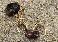 Long-wristed Hermit Crab - Pagurus longicarpus Holding claws <3!<br />
<br />
These crabs were quite ubiquitous in the low tide zone. And, so many of them were in pairs -- where one of them was holding the other's claw. It was so cute. These crabs can pinch, but I usually find them to be gentle and have never been pinched by one.<br />
<br />
Habitat: Low tide zone on Laudholm beach. Laudholm is part of Wells National Estuarine Research Preserve. The preserve includes 2,250 acres of upland fields and forests, freshwater and estuarine wetlands, salt marshes, brackish marshes, scrub swamp, and a beach-and-dune system. The protected area goes from Little River to the Ogunquit River. The beach is enormous at low tide with lots of fun areas to explore for critters. It's also pretty empty as most people aren't willing to hike through the preserve to get to the beach. The beach is very variable with areas of coarse and fine sand, mudflats, boulders, and cobbles. It's an incredible place!<br />
<br />
https://vimeo.com/447924024<br />
https://www.jungledragon.com/image/99903/long-wristed_hermit_crab_-_pagurus_longicarpus.html<br />
https://www.jungledragon.com/image/99902/long-wristed_hermit_crab_-_pagurus_longicarpus.html<br />
https://www.jungledragon.com/image/99901/long-wristed_hermit_crab_-_pagurus_longicarpus.html<br />
https://www.jungledragon.com/image/99900/long-wristed_hermit_crab_-_pagurus_longicarpus.html Arthropoda,Geotagged,Pagurus,Pagurus longicarpus,Summer,United States,crab,crustacea,hermit crab