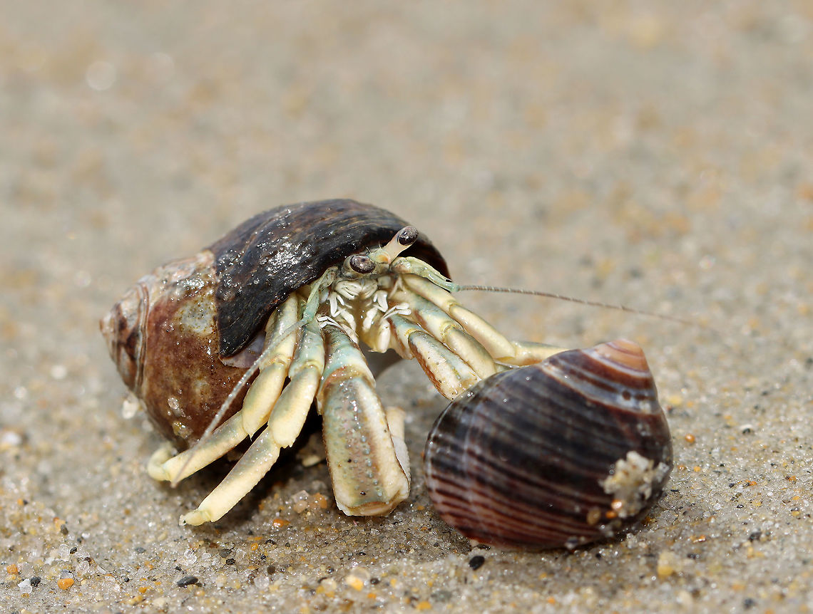 Long-wristed Hermit Crab - Pagurus longicarpus Holding claws &lt;3!<br />
<br />
These crabs were quite ubiquitous in the low tide zone. And, so many of them were in pairs -- where one of them was holding the other&#039;s claw. It was so cute. These crabs can pinch, but I usually find them to be gentle and have never been pinched by one.<br />
<br />
Habitat: Low tide zone on Laudholm beach. Laudholm is part of Wells National Estuarine Research Preserve. The preserve includes 2,250 acres of upland fields and forests, freshwater and estuarine wetlands, salt marshes, brackish marshes, scrub swamp, and a beach-and-dune system. The protected area goes from Little River to the Ogunquit River. The beach is enormous at low tide with lots of fun areas to explore for critters. It&#039;s also pretty empty as most people aren&#039;t willing to hike through the preserve to get to the beach. The beach is very variable with areas of coarse and fine sand, mudflats, boulders, and cobbles. It&#039;s an incredible place!<br />
<br />
<section class="video"><iframe width="448" height="252" src="https://player.vimeo.com/video/447924024?title=0&byline=0&portrait=0" frameborder="0"></iframe></section><br />
<figure class="photo"><a href="https://www.jungledragon.com/image/99902/long-wristed_hermit_crab_-_pagurus_longicarpus.html" title="Long-wristed Hermit Crab - Pagurus longicarpus"><img src="https://s3.amazonaws.com/media.jungledragon.com/images/3232/99902_thumb.jpg?AWSAccessKeyId=05GMT0V3GWVNE7GGM1R2&Expires=1767225610&Signature=iVYe43cmmyHIC2pEnoqFOZuAfuY%3D" width="200" height="142" alt="Long-wristed Hermit Crab - Pagurus longicarpus These crabs were quite ubiquitous in the low tide zone. And, so many of them were in pairs -- where one of them was holding the other&#039;s claw. It was so cute. These crabs can pinch, but I usually find them to be gentle and have never been pinched by one.<br />
<br />
Habitat: Low tide zone on Laudholm beach. Laudholm is part of Wells National Estuarine Research Preserve. The preserve includes 2,250 acres of upland fields and forests, freshwater and estuarine wetlands, salt marshes, brackish marshes, scrub swamp, and a beach-and-dune system. The protected area goes from Little River to the Ogunquit River. The beach is enormous at low tide with lots of fun areas to explore for critters. It&#039;s also pretty empty as most people aren&#039;t willing to hike through the preserve to get to the beach. The beach is very variable with areas of coarse and fine sand, mudflats, boulders, and cobbles. It&#039;s an incredible place!<br />
<br />
https://vimeo.com/447924024<br />
https://www.jungledragon.com/image/99898/long-wristed_hermit_crab_-_pagurus_longicarpus.html<br />
https://www.jungledragon.com/image/99903/long-wristed_hermit_crab_-_pagurus_longicarpus.html<br />
https://www.jungledragon.com/image/99901/long-wristed_hermit_crab_-_pagurus_longicarpus.html<br />
https://www.jungledragon.com/image/99900/long-wristed_hermit_crab_-_pagurus_longicarpus.html Geotagged,Long-wristed Hermit Crab,Pagurus longicarpus,Summer,United States" /></a></figure><br />
<figure class="photo"><a href="https://www.jungledragon.com/image/99901/long-wristed_hermit_crab_-_pagurus_longicarpus.html" title="Long-wristed Hermit Crab - Pagurus longicarpus"><img src="https://s3.amazonaws.com/media.jungledragon.com/images/3232/99901_thumb.jpg?AWSAccessKeyId=05GMT0V3GWVNE7GGM1R2&Expires=1767225610&Signature=zseAnXF0uIt%2B4czqJzbhaOHt8Yg%3D" width="200" height="170" alt="Long-wristed Hermit Crab - Pagurus longicarpus These crabs were quite ubiquitous in the low tide zone. And, so many of them were in pairs -- where one of them was holding the other&#039;s claw. It was so cute. These crabs can pinch, but I usually find them to be gentle and have never been pinched by one.<br />
<br />
Habitat: Low tide zone on Laudholm beach. Laudholm is part of Wells National Estuarine Research Preserve. The preserve includes 2,250 acres of upland fields and forests, freshwater and estuarine wetlands, salt marshes, brackish marshes, scrub swamp, and a beach-and-dune system. The protected area goes from Little River to the Ogunquit River. The beach is enormous at low tide with lots of fun areas to explore for critters. It&#039;s also pretty empty as most people aren&#039;t willing to hike through the preserve to get to the beach. The beach is very variable with areas of coarse and fine sand, mudflats, boulders, and cobbles. It&#039;s an incredible place!<br />
<br />
https://vimeo.com/447924024 Geotagged,Long-wristed Hermit Crab,Pagurus longicarpus,Summer,United States" /></a></figure><br />
<figure class="photo"><a href="https://www.jungledragon.com/image/99903/long-wristed_hermit_crab_-_pagurus_longicarpus.html" title="Long-wristed Hermit Crab - Pagurus longicarpus"><img src="https://s3.amazonaws.com/media.jungledragon.com/images/3232/99903_thumb.jpg?AWSAccessKeyId=05GMT0V3GWVNE7GGM1R2&Expires=1767225610&Signature=dISkX6hUjX1Z499BbeOw98HBUfw%3D" width="200" height="146" alt="Long-wristed Hermit Crab - Pagurus longicarpus These crabs were quite ubiquitous in the low tide zone. And, so many of them were in pairs -- where one of them was holding the other&#039;s claw. It was so cute. These crabs can pinch, but I usually find them to be gentle and have never been pinched by one.<br />
<br />
Habitat: Low tide zone on Laudholm beach. Laudholm is part of Wells National Estuarine Research Preserve. The preserve includes 2,250 acres of upland fields and forests, freshwater and estuarine wetlands, salt marshes, brackish marshes, scrub swamp, and a beach-and-dune system. The protected area goes from Little River to the Ogunquit River. The beach is enormous at low tide with lots of fun areas to explore for critters. It&#039;s also pretty empty as most people aren&#039;t willing to hike through the preserve to get to the beach. The beach is very variable with areas of coarse and fine sand, mudflats, boulders, and cobbles. It&#039;s an incredible place!<br />
<br />
https://vimeo.com/447924024<br />
https://www.jungledragon.com/image/99898/long-wristed_hermit_crab_-_pagurus_longicarpus.html<br />
https://www.jungledragon.com/image/99902/long-wristed_hermit_crab_-_pagurus_longicarpus.html<br />
https://www.jungledragon.com/image/99901/long-wristed_hermit_crab_-_pagurus_longicarpus.html<br />
https://www.jungledragon.com/image/99900/long-wristed_hermit_crab_-_pagurus_longicarpus.html Geotagged,Long-wristed Hermit Crab,Pagurus longicarpus,Summer,United States" /></a></figure><br />
<figure class="photo"><a href="https://www.jungledragon.com/image/99898/long-wristed_hermit_crab_-_pagurus_longicarpus.html" title="Long-wristed Hermit Crab - Pagurus longicarpus"><img src="https://s3.amazonaws.com/media.jungledragon.com/images/3232/99898_thumb.jpg?AWSAccessKeyId=05GMT0V3GWVNE7GGM1R2&Expires=1767225610&Signature=F%2BcymsVoNbhsIFoumrp16abdOoU%3D" width="200" height="146" alt="Long-wristed Hermit Crab - Pagurus longicarpus Holding claws &lt;3!<br />
<br />
These crabs were quite ubiquitous in the low tide zone. And, so many of them were in pairs -- where one of them was holding the other&#039;s claw. It was so cute. These crabs can pinch, but I usually find them to be gentle and have never been pinched by one.<br />
<br />
Habitat: Low tide zone on Laudholm beach. Laudholm is part of Wells National Estuarine Research Preserve. The preserve includes 2,250 acres of upland fields and forests, freshwater and estuarine wetlands, salt marshes, brackish marshes, scrub swamp, and a beach-and-dune system. The protected area goes from Little River to the Ogunquit River. The beach is enormous at low tide with lots of fun areas to explore for critters. It&#039;s also pretty empty as most people aren&#039;t willing to hike through the preserve to get to the beach. The beach is very variable with areas of coarse and fine sand, mudflats, boulders, and cobbles. It&#039;s an incredible place!<br />
<br />
https://vimeo.com/447924024<br />
https://www.jungledragon.com/image/99903/long-wristed_hermit_crab_-_pagurus_longicarpus.html<br />
https://www.jungledragon.com/image/99902/long-wristed_hermit_crab_-_pagurus_longicarpus.html<br />
https://www.jungledragon.com/image/99901/long-wristed_hermit_crab_-_pagurus_longicarpus.html<br />
https://www.jungledragon.com/image/99900/long-wristed_hermit_crab_-_pagurus_longicarpus.html Arthropoda,Geotagged,Pagurus,Pagurus longicarpus,Summer,United States,crab,crustacea,hermit crab" /></a></figure> Geotagged,Long-wristed Hermit Crab,Pagurus longicarpus,Summer,United States