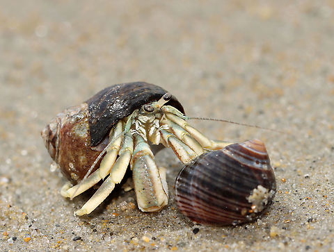 Long-wristed Hermit Crab - Pagurus longicarpus Holding claws <3!

These crabs were quite ubiquitous in the low tide zone. And, so many of them were in pairs -- where one of them was holding the other's claw. It was so cute. These crabs can pinch, but I usually find them to be gentle and have never been pinched by one.

Habitat: Low tide zone on Laudholm beach. Laudholm is part of Wells National Estuarine Research Preserve. The preserve includes 2,250 acres of upland fields and forests, freshwater and estuarine wetlands, salt marshes, brackish marshes, scrub swamp, and a beach-and-dune system. The protected area goes from Little River to the Ogunquit River. The beach is enormous at low tide with lots of fun areas to explore for critters. It's also pretty empty as most people aren't willing to hike through the preserve to get to the beach. The beach is very variable with areas of coarse and fine sand, mudflats, boulders, and cobbles. It's an incredible place!

https://vimeo.com/447924024
https://www.jungledragon.com/image/99902/long-wristed_hermit_crab_-_pagurus_longicarpus.html
https://www.jungledragon.com/image/99901/long-wristed_hermit_crab_-_pagurus_longicarpus.html
https://www.jungledragon.com/image/99903/long-wristed_hermit_crab_-_pagurus_longicarpus.html
https://www.jungledragon.com/image/99898/long-wristed_hermit_crab_-_pagurus_longicarpus.html Geotagged,Long-wristed Hermit Crab,Pagurus longicarpus,Summer,United States