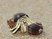 Long-wristed Hermit Crab - Pagurus longicarpus Holding claws <3!<br />
<br />
These crabs were quite ubiquitous in the low tide zone. And, so many of them were in pairs -- where one of them was holding the other's claw. It was so cute. These crabs can pinch, but I usually find them to be gentle and have never been pinched by one.<br />
<br />
Habitat: Low tide zone on Laudholm beach. Laudholm is part of Wells National Estuarine Research Preserve. The preserve includes 2,250 acres of upland fields and forests, freshwater and estuarine wetlands, salt marshes, brackish marshes, scrub swamp, and a beach-and-dune system. The protected area goes from Little River to the Ogunquit River. The beach is enormous at low tide with lots of fun areas to explore for critters. It's also pretty empty as most people aren't willing to hike through the preserve to get to the beach. The beach is very variable with areas of coarse and fine sand, mudflats, boulders, and cobbles. It's an incredible place!<br />
<br />
https://vimeo.com/447924024<br />
https://www.jungledragon.com/image/99902/long-wristed_hermit_crab_-_pagurus_longicarpus.html<br />
https://www.jungledragon.com/image/99901/long-wristed_hermit_crab_-_pagurus_longicarpus.html<br />
https://www.jungledragon.com/image/99903/long-wristed_hermit_crab_-_pagurus_longicarpus.html<br />
https://www.jungledragon.com/image/99898/long-wristed_hermit_crab_-_pagurus_longicarpus.html Geotagged,Long-wristed Hermit Crab,Pagurus longicarpus,Summer,United States