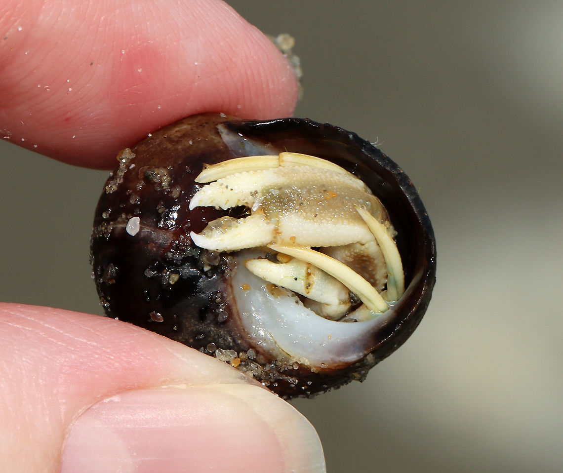 Long-wristed Hermit Crab - Pagurus longicarpus These crabs were quite ubiquitous in the low tide zone. And, so many of them were in pairs -- where one of them was holding the other&#039;s claw. It was so cute. These crabs can pinch, but I usually find them to be gentle and have never been pinched by one.<br />
<br />
Habitat: Low tide zone on Laudholm beach. Laudholm is part of Wells National Estuarine Research Preserve. The preserve includes 2,250 acres of upland fields and forests, freshwater and estuarine wetlands, salt marshes, brackish marshes, scrub swamp, and a beach-and-dune system. The protected area goes from Little River to the Ogunquit River. The beach is enormous at low tide with lots of fun areas to explore for critters. It&#039;s also pretty empty as most people aren&#039;t willing to hike through the preserve to get to the beach. The beach is very variable with areas of coarse and fine sand, mudflats, boulders, and cobbles. It&#039;s an incredible place!<br />
<br />
<section class="video"><iframe width="448" height="252" src="https://player.vimeo.com/video/447924024?title=0&byline=0&portrait=0" frameborder="0"></iframe></section> Geotagged,Long-wristed Hermit Crab,Pagurus longicarpus,Summer,United States