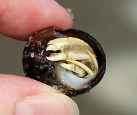 Long-wristed Hermit Crab - Pagurus longicarpus These crabs were quite ubiquitous in the low tide zone. And, so many of them were in pairs -- where one of them was holding the other's claw. It was so cute. These crabs can pinch, but I usually find them to be gentle and have never been pinched by one.<br />
<br />
Habitat: Low tide zone on Laudholm beach. Laudholm is part of Wells National Estuarine Research Preserve. The preserve includes 2,250 acres of upland fields and forests, freshwater and estuarine wetlands, salt marshes, brackish marshes, scrub swamp, and a beach-and-dune system. The protected area goes from Little River to the Ogunquit River. The beach is enormous at low tide with lots of fun areas to explore for critters. It's also pretty empty as most people aren't willing to hike through the preserve to get to the beach. The beach is very variable with areas of coarse and fine sand, mudflats, boulders, and cobbles. It's an incredible place!<br />
<br />
https://vimeo.com/447924024 Geotagged,Long-wristed Hermit Crab,Pagurus longicarpus,Summer,United States