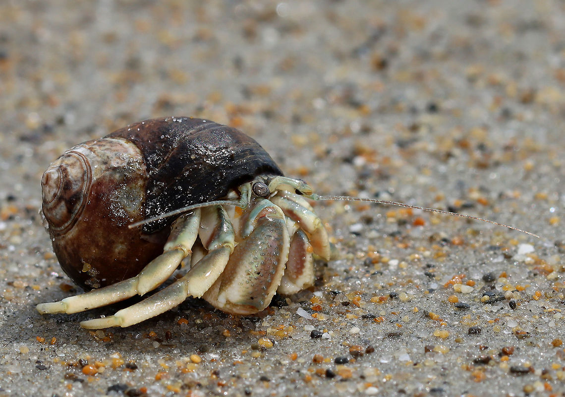 Long-wristed Hermit Crab - Pagurus longicarpus These crabs were quite ubiquitous in the low tide zone. And, so many of them were in pairs -- where one of them was holding the other&#039;s claw. It was so cute. These crabs can pinch, but I usually find them to be gentle and have never been pinched by one.<br />
<br />
Habitat: Low tide zone on Laudholm beach. Laudholm is part of Wells National Estuarine Research Preserve. The preserve includes 2,250 acres of upland fields and forests, freshwater and estuarine wetlands, salt marshes, brackish marshes, scrub swamp, and a beach-and-dune system. The protected area goes from Little River to the Ogunquit River. The beach is enormous at low tide with lots of fun areas to explore for critters. It&#039;s also pretty empty as most people aren&#039;t willing to hike through the preserve to get to the beach. The beach is very variable with areas of coarse and fine sand, mudflats, boulders, and cobbles. It&#039;s an incredible place!<br />
<br />
<section class="video"><iframe width="448" height="252" src="https://player.vimeo.com/video/447924024?title=0&byline=0&portrait=0" frameborder="0"></iframe></section><br />
<figure class="photo"><a href="https://www.jungledragon.com/image/99898/long-wristed_hermit_crab_-_pagurus_longicarpus.html" title="Long-wristed Hermit Crab - Pagurus longicarpus"><img src="https://s3.amazonaws.com/media.jungledragon.com/images/3232/99898_thumb.jpg?AWSAccessKeyId=05GMT0V3GWVNE7GGM1R2&Expires=1759968010&Signature=wHJQmq%2BVze%2BS7%2BVdO0%2B5tYAzQt8%3D" width="200" height="146" alt="Long-wristed Hermit Crab - Pagurus longicarpus Holding claws &lt;3!<br />
<br />
These crabs were quite ubiquitous in the low tide zone. And, so many of them were in pairs -- where one of them was holding the other&#039;s claw. It was so cute. These crabs can pinch, but I usually find them to be gentle and have never been pinched by one.<br />
<br />
Habitat: Low tide zone on Laudholm beach. Laudholm is part of Wells National Estuarine Research Preserve. The preserve includes 2,250 acres of upland fields and forests, freshwater and estuarine wetlands, salt marshes, brackish marshes, scrub swamp, and a beach-and-dune system. The protected area goes from Little River to the Ogunquit River. The beach is enormous at low tide with lots of fun areas to explore for critters. It&#039;s also pretty empty as most people aren&#039;t willing to hike through the preserve to get to the beach. The beach is very variable with areas of coarse and fine sand, mudflats, boulders, and cobbles. It&#039;s an incredible place!<br />
<br />
https://vimeo.com/447924024<br />
https://www.jungledragon.com/image/99903/long-wristed_hermit_crab_-_pagurus_longicarpus.html<br />
https://www.jungledragon.com/image/99902/long-wristed_hermit_crab_-_pagurus_longicarpus.html<br />
https://www.jungledragon.com/image/99901/long-wristed_hermit_crab_-_pagurus_longicarpus.html<br />
https://www.jungledragon.com/image/99900/long-wristed_hermit_crab_-_pagurus_longicarpus.html Arthropoda,Geotagged,Pagurus,Pagurus longicarpus,Summer,United States,crab,crustacea,hermit crab" /></a></figure><br />
<figure class="photo"><a href="https://www.jungledragon.com/image/99903/long-wristed_hermit_crab_-_pagurus_longicarpus.html" title="Long-wristed Hermit Crab - Pagurus longicarpus"><img src="https://s3.amazonaws.com/media.jungledragon.com/images/3232/99903_thumb.jpg?AWSAccessKeyId=05GMT0V3GWVNE7GGM1R2&Expires=1759968010&Signature=xekS5E4yrDAgvrL4hitsi8HVQ7A%3D" width="200" height="146" alt="Long-wristed Hermit Crab - Pagurus longicarpus These crabs were quite ubiquitous in the low tide zone. And, so many of them were in pairs -- where one of them was holding the other&#039;s claw. It was so cute. These crabs can pinch, but I usually find them to be gentle and have never been pinched by one.<br />
<br />
Habitat: Low tide zone on Laudholm beach. Laudholm is part of Wells National Estuarine Research Preserve. The preserve includes 2,250 acres of upland fields and forests, freshwater and estuarine wetlands, salt marshes, brackish marshes, scrub swamp, and a beach-and-dune system. The protected area goes from Little River to the Ogunquit River. The beach is enormous at low tide with lots of fun areas to explore for critters. It&#039;s also pretty empty as most people aren&#039;t willing to hike through the preserve to get to the beach. The beach is very variable with areas of coarse and fine sand, mudflats, boulders, and cobbles. It&#039;s an incredible place!<br />
<br />
https://vimeo.com/447924024<br />
https://www.jungledragon.com/image/99898/long-wristed_hermit_crab_-_pagurus_longicarpus.html<br />
https://www.jungledragon.com/image/99902/long-wristed_hermit_crab_-_pagurus_longicarpus.html<br />
https://www.jungledragon.com/image/99901/long-wristed_hermit_crab_-_pagurus_longicarpus.html<br />
https://www.jungledragon.com/image/99900/long-wristed_hermit_crab_-_pagurus_longicarpus.html Geotagged,Long-wristed Hermit Crab,Pagurus longicarpus,Summer,United States" /></a></figure><br />
<figure class="photo"><a href="https://www.jungledragon.com/image/99901/long-wristed_hermit_crab_-_pagurus_longicarpus.html" title="Long-wristed Hermit Crab - Pagurus longicarpus"><img src="https://s3.amazonaws.com/media.jungledragon.com/images/3232/99901_thumb.jpg?AWSAccessKeyId=05GMT0V3GWVNE7GGM1R2&Expires=1759968010&Signature=AMQSA1bZnEZ1tQ5N2t9PBVQsYCA%3D" width="200" height="170" alt="Long-wristed Hermit Crab - Pagurus longicarpus These crabs were quite ubiquitous in the low tide zone. And, so many of them were in pairs -- where one of them was holding the other&#039;s claw. It was so cute. These crabs can pinch, but I usually find them to be gentle and have never been pinched by one.<br />
<br />
Habitat: Low tide zone on Laudholm beach. Laudholm is part of Wells National Estuarine Research Preserve. The preserve includes 2,250 acres of upland fields and forests, freshwater and estuarine wetlands, salt marshes, brackish marshes, scrub swamp, and a beach-and-dune system. The protected area goes from Little River to the Ogunquit River. The beach is enormous at low tide with lots of fun areas to explore for critters. It&#039;s also pretty empty as most people aren&#039;t willing to hike through the preserve to get to the beach. The beach is very variable with areas of coarse and fine sand, mudflats, boulders, and cobbles. It&#039;s an incredible place!<br />
<br />
https://vimeo.com/447924024 Geotagged,Long-wristed Hermit Crab,Pagurus longicarpus,Summer,United States" /></a></figure><br />
<figure class="photo"><a href="https://www.jungledragon.com/image/99900/long-wristed_hermit_crab_-_pagurus_longicarpus.html" title="Long-wristed Hermit Crab - Pagurus longicarpus"><img src="https://s3.amazonaws.com/media.jungledragon.com/images/3232/99900_thumb.jpg?AWSAccessKeyId=05GMT0V3GWVNE7GGM1R2&Expires=1759968010&Signature=J4iDW501NzML7BRCKGHaee%2BTaiw%3D" width="200" height="152" alt="Long-wristed Hermit Crab - Pagurus longicarpus Holding claws &lt;3!<br />
<br />
These crabs were quite ubiquitous in the low tide zone. And, so many of them were in pairs -- where one of them was holding the other&#039;s claw. It was so cute. These crabs can pinch, but I usually find them to be gentle and have never been pinched by one.<br />
<br />
Habitat: Low tide zone on Laudholm beach. Laudholm is part of Wells National Estuarine Research Preserve. The preserve includes 2,250 acres of upland fields and forests, freshwater and estuarine wetlands, salt marshes, brackish marshes, scrub swamp, and a beach-and-dune system. The protected area goes from Little River to the Ogunquit River. The beach is enormous at low tide with lots of fun areas to explore for critters. It&#039;s also pretty empty as most people aren&#039;t willing to hike through the preserve to get to the beach. The beach is very variable with areas of coarse and fine sand, mudflats, boulders, and cobbles. It&#039;s an incredible place!<br />
<br />
https://vimeo.com/447924024<br />
https://www.jungledragon.com/image/99902/long-wristed_hermit_crab_-_pagurus_longicarpus.html<br />
https://www.jungledragon.com/image/99901/long-wristed_hermit_crab_-_pagurus_longicarpus.html<br />
https://www.jungledragon.com/image/99903/long-wristed_hermit_crab_-_pagurus_longicarpus.html<br />
https://www.jungledragon.com/image/99898/long-wristed_hermit_crab_-_pagurus_longicarpus.html Geotagged,Long-wristed Hermit Crab,Pagurus longicarpus,Summer,United States" /></a></figure> Geotagged,Long-wristed Hermit Crab,Pagurus longicarpus,Summer,United States