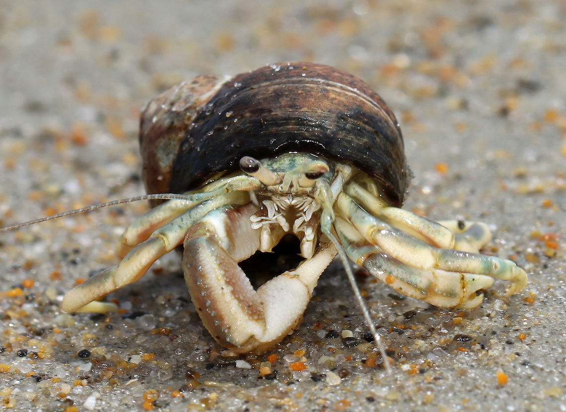 Long-wristed Hermit Crab - Pagurus longicarpus These crabs were quite ubiquitous in the low tide zone. And, so many of them were in pairs -- where one of them was holding the other&#039;s claw. It was so cute. These crabs can pinch, but I usually find them to be gentle and have never been pinched by one.<br />
<br />
Habitat: Low tide zone on Laudholm beach. Laudholm is part of Wells National Estuarine Research Preserve. The preserve includes 2,250 acres of upland fields and forests, freshwater and estuarine wetlands, salt marshes, brackish marshes, scrub swamp, and a beach-and-dune system. The protected area goes from Little River to the Ogunquit River. The beach is enormous at low tide with lots of fun areas to explore for critters. It&#039;s also pretty empty as most people aren&#039;t willing to hike through the preserve to get to the beach. The beach is very variable with areas of coarse and fine sand, mudflats, boulders, and cobbles. It&#039;s an incredible place!<br />
<br />
<section class="video"><iframe width="448" height="252" src="https://player.vimeo.com/video/447924024?title=0&byline=0&portrait=0" frameborder="0"></iframe></section><br />
<figure class="photo"><a href="https://www.jungledragon.com/image/99898/long-wristed_hermit_crab_-_pagurus_longicarpus.html" title="Long-wristed Hermit Crab - Pagurus longicarpus"><img src="https://s3.amazonaws.com/media.jungledragon.com/images/3232/99898_thumb.jpg?AWSAccessKeyId=05GMT0V3GWVNE7GGM1R2&Expires=1759968010&Signature=wHJQmq%2BVze%2BS7%2BVdO0%2B5tYAzQt8%3D" width="200" height="146" alt="Long-wristed Hermit Crab - Pagurus longicarpus Holding claws &lt;3!<br />
<br />
These crabs were quite ubiquitous in the low tide zone. And, so many of them were in pairs -- where one of them was holding the other&#039;s claw. It was so cute. These crabs can pinch, but I usually find them to be gentle and have never been pinched by one.<br />
<br />
Habitat: Low tide zone on Laudholm beach. Laudholm is part of Wells National Estuarine Research Preserve. The preserve includes 2,250 acres of upland fields and forests, freshwater and estuarine wetlands, salt marshes, brackish marshes, scrub swamp, and a beach-and-dune system. The protected area goes from Little River to the Ogunquit River. The beach is enormous at low tide with lots of fun areas to explore for critters. It&#039;s also pretty empty as most people aren&#039;t willing to hike through the preserve to get to the beach. The beach is very variable with areas of coarse and fine sand, mudflats, boulders, and cobbles. It&#039;s an incredible place!<br />
<br />
https://vimeo.com/447924024<br />
https://www.jungledragon.com/image/99903/long-wristed_hermit_crab_-_pagurus_longicarpus.html<br />
https://www.jungledragon.com/image/99902/long-wristed_hermit_crab_-_pagurus_longicarpus.html<br />
https://www.jungledragon.com/image/99901/long-wristed_hermit_crab_-_pagurus_longicarpus.html<br />
https://www.jungledragon.com/image/99900/long-wristed_hermit_crab_-_pagurus_longicarpus.html Arthropoda,Geotagged,Pagurus,Pagurus longicarpus,Summer,United States,crab,crustacea,hermit crab" /></a></figure><br />
<figure class="photo"><a href="https://www.jungledragon.com/image/99902/long-wristed_hermit_crab_-_pagurus_longicarpus.html" title="Long-wristed Hermit Crab - Pagurus longicarpus"><img src="https://s3.amazonaws.com/media.jungledragon.com/images/3232/99902_thumb.jpg?AWSAccessKeyId=05GMT0V3GWVNE7GGM1R2&Expires=1759968010&Signature=s5F5ni2ep4%2Bnm3dXE8Hsdf%2Fudb8%3D" width="200" height="142" alt="Long-wristed Hermit Crab - Pagurus longicarpus These crabs were quite ubiquitous in the low tide zone. And, so many of them were in pairs -- where one of them was holding the other&#039;s claw. It was so cute. These crabs can pinch, but I usually find them to be gentle and have never been pinched by one.<br />
<br />
Habitat: Low tide zone on Laudholm beach. Laudholm is part of Wells National Estuarine Research Preserve. The preserve includes 2,250 acres of upland fields and forests, freshwater and estuarine wetlands, salt marshes, brackish marshes, scrub swamp, and a beach-and-dune system. The protected area goes from Little River to the Ogunquit River. The beach is enormous at low tide with lots of fun areas to explore for critters. It&#039;s also pretty empty as most people aren&#039;t willing to hike through the preserve to get to the beach. The beach is very variable with areas of coarse and fine sand, mudflats, boulders, and cobbles. It&#039;s an incredible place!<br />
<br />
https://vimeo.com/447924024<br />
https://www.jungledragon.com/image/99898/long-wristed_hermit_crab_-_pagurus_longicarpus.html<br />
https://www.jungledragon.com/image/99903/long-wristed_hermit_crab_-_pagurus_longicarpus.html<br />
https://www.jungledragon.com/image/99901/long-wristed_hermit_crab_-_pagurus_longicarpus.html<br />
https://www.jungledragon.com/image/99900/long-wristed_hermit_crab_-_pagurus_longicarpus.html Geotagged,Long-wristed Hermit Crab,Pagurus longicarpus,Summer,United States" /></a></figure><br />
<figure class="photo"><a href="https://www.jungledragon.com/image/99901/long-wristed_hermit_crab_-_pagurus_longicarpus.html" title="Long-wristed Hermit Crab - Pagurus longicarpus"><img src="https://s3.amazonaws.com/media.jungledragon.com/images/3232/99901_thumb.jpg?AWSAccessKeyId=05GMT0V3GWVNE7GGM1R2&Expires=1759968010&Signature=AMQSA1bZnEZ1tQ5N2t9PBVQsYCA%3D" width="200" height="170" alt="Long-wristed Hermit Crab - Pagurus longicarpus These crabs were quite ubiquitous in the low tide zone. And, so many of them were in pairs -- where one of them was holding the other&#039;s claw. It was so cute. These crabs can pinch, but I usually find them to be gentle and have never been pinched by one.<br />
<br />
Habitat: Low tide zone on Laudholm beach. Laudholm is part of Wells National Estuarine Research Preserve. The preserve includes 2,250 acres of upland fields and forests, freshwater and estuarine wetlands, salt marshes, brackish marshes, scrub swamp, and a beach-and-dune system. The protected area goes from Little River to the Ogunquit River. The beach is enormous at low tide with lots of fun areas to explore for critters. It&#039;s also pretty empty as most people aren&#039;t willing to hike through the preserve to get to the beach. The beach is very variable with areas of coarse and fine sand, mudflats, boulders, and cobbles. It&#039;s an incredible place!<br />
<br />
https://vimeo.com/447924024 Geotagged,Long-wristed Hermit Crab,Pagurus longicarpus,Summer,United States" /></a></figure><br />
<figure class="photo"><a href="https://www.jungledragon.com/image/99900/long-wristed_hermit_crab_-_pagurus_longicarpus.html" title="Long-wristed Hermit Crab - Pagurus longicarpus"><img src="https://s3.amazonaws.com/media.jungledragon.com/images/3232/99900_thumb.jpg?AWSAccessKeyId=05GMT0V3GWVNE7GGM1R2&Expires=1759968010&Signature=J4iDW501NzML7BRCKGHaee%2BTaiw%3D" width="200" height="152" alt="Long-wristed Hermit Crab - Pagurus longicarpus Holding claws &lt;3!<br />
<br />
These crabs were quite ubiquitous in the low tide zone. And, so many of them were in pairs -- where one of them was holding the other&#039;s claw. It was so cute. These crabs can pinch, but I usually find them to be gentle and have never been pinched by one.<br />
<br />
Habitat: Low tide zone on Laudholm beach. Laudholm is part of Wells National Estuarine Research Preserve. The preserve includes 2,250 acres of upland fields and forests, freshwater and estuarine wetlands, salt marshes, brackish marshes, scrub swamp, and a beach-and-dune system. The protected area goes from Little River to the Ogunquit River. The beach is enormous at low tide with lots of fun areas to explore for critters. It&#039;s also pretty empty as most people aren&#039;t willing to hike through the preserve to get to the beach. The beach is very variable with areas of coarse and fine sand, mudflats, boulders, and cobbles. It&#039;s an incredible place!<br />
<br />
https://vimeo.com/447924024<br />
https://www.jungledragon.com/image/99902/long-wristed_hermit_crab_-_pagurus_longicarpus.html<br />
https://www.jungledragon.com/image/99901/long-wristed_hermit_crab_-_pagurus_longicarpus.html<br />
https://www.jungledragon.com/image/99903/long-wristed_hermit_crab_-_pagurus_longicarpus.html<br />
https://www.jungledragon.com/image/99898/long-wristed_hermit_crab_-_pagurus_longicarpus.html Geotagged,Long-wristed Hermit Crab,Pagurus longicarpus,Summer,United States" /></a></figure> Geotagged,Long-wristed Hermit Crab,Pagurus longicarpus,Summer,United States