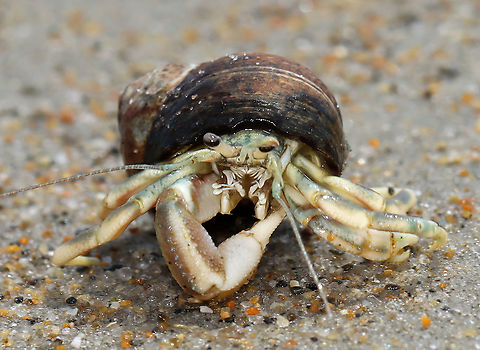 Long-wristed Hermit Crab - Pagurus longicarpus These crabs were quite ubiquitous in the low tide zone. And, so many of them were in pairs -- where one of them was holding the other's claw. It was so cute. These crabs can pinch, but I usually find them to be gentle and have never been pinched by one.

Habitat: Low tide zone on Laudholm beach. Laudholm is part of Wells National Estuarine Research Preserve. The preserve includes 2,250 acres of upland fields and forests, freshwater and estuarine wetlands, salt marshes, brackish marshes, scrub swamp, and a beach-and-dune system. The protected area goes from Little River to the Ogunquit River. The beach is enormous at low tide with lots of fun areas to explore for critters. It's also pretty empty as most people aren't willing to hike through the preserve to get to the beach. The beach is very variable with areas of coarse and fine sand, mudflats, boulders, and cobbles. It's an incredible place!

https://vimeo.com/447924024
https://www.jungledragon.com/image/99898/long-wristed_hermit_crab_-_pagurus_longicarpus.html
https://www.jungledragon.com/image/99902/long-wristed_hermit_crab_-_pagurus_longicarpus.html
https://www.jungledragon.com/image/99901/long-wristed_hermit_crab_-_pagurus_longicarpus.html
https://www.jungledragon.com/image/99900/long-wristed_hermit_crab_-_pagurus_longicarpus.html Geotagged,Long-wristed Hermit Crab,Pagurus longicarpus,Summer,United States