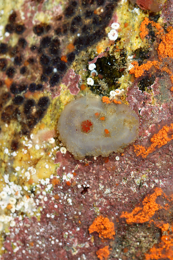Sea Grape Tunicate - Molgula manhattensis I think this is a sea grape tunicate, but I could be wrong. When I touched it, it shot water out of its siphon, which is what initially made me assume it was a sea squirt ;P.<br />
<br />
Habitat: Tide pool at low tide<br />
<figure class="photo"><a href="https://www.jungledragon.com/image/99908/sea_grape_tunicate_-_molgula_manhattensis.html" title="Sea Grape Tunicate - Molgula manhattensis"><img src="https://s3.amazonaws.com/media.jungledragon.com/images/3232/99908_thumb.jpg?AWSAccessKeyId=05GMT0V3GWVNE7GGM1R2&Expires=1769040010&Signature=yLOS3MZiwtRxQrBsWj2giWn6VMs%3D" width="200" height="156" alt="Sea Grape Tunicate - Molgula manhattensis I think this is a sea grape tunicate, but I could be wrong. When I touched it, it shot water out of its siphon, which is what initially made me assume it was a sea squirt ;P.<br />
<br />
Habitat: Tide pool at low tide<br />
https://www.jungledragon.com/image/99907/sea_grape_tunicate_-_molgula_manhattensis.html Geotagged,Molgula manhattensis,Sea grape tunicate,Summer,United States" /></a></figure> Geotagged,Molgula,Molgula manhattensis,Sea grape tunicate,Summer,United States,northern sea squirt,sea grapes,sea squirt,tunicate