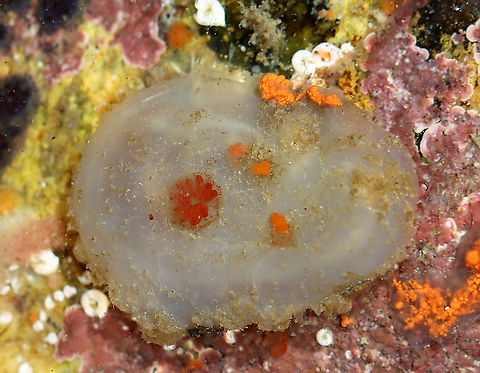 Sea Grape Tunicate - Molgula manhattensis I think this is a sea grape tunicate, but I could be wrong. When I touched it, it shot water out of its siphon, which is what initially made me assume it was a sea squirt ;P.

Habitat: Tide pool at low tide
https://www.jungledragon.com/image/99907/sea_grape_tunicate_-_molgula_manhattensis.html Geotagged,Molgula manhattensis,Sea grape tunicate,Summer,United States