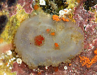 Sea Grape Tunicate - Molgula manhattensis I think this is a sea grape tunicate, but I could be wrong. When I touched it, it shot water out of its siphon, which is what initially made me assume it was a sea squirt ;P.<br />
<br />
Habitat: Tide pool at low tide<br />
https://www.jungledragon.com/image/99907/sea_grape_tunicate_-_molgula_manhattensis.html Geotagged,Molgula manhattensis,Sea grape tunicate,Summer,United States
