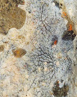 White Crust Tunicate - Didemnum albidum Whitish tan colonies that I found in soft, flat patches and lobes in tidal pools. They looked kind of like pancake batter.

Habitat: Tidal pools at low tide

https://www.jungledragon.com/image/99910/white_crust_tunicate_-_didemnum_albidum.html Didemnum,Didemnum albidum,Geotagged,Summer,United States,White Crust Tunicate,tunicate,white crust tunicate