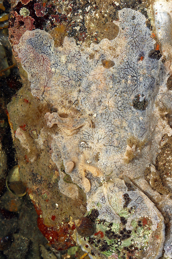 White Crust Tunicate - Didemnum albidum Whitish tan colonies that I found in soft, flat patches and lobes in tidal pools. They looked kind of like pancake batter.<br />
<br />
Habitat: Tidal pools at low tide<br />
<br />
<figure class="photo"><a href="https://www.jungledragon.com/image/99909/white_crust_tunicate_-_didemnum_albidum.html" title="White Crust Tunicate - Didemnum albidum"><img src="https://s3.amazonaws.com/media.jungledragon.com/images/3232/99909_thumb.jpg?AWSAccessKeyId=05GMT0V3GWVNE7GGM1R2&Expires=1759968010&Signature=yIuKSiAgckKx%2BOaZfzJ%2BGgn52hw%3D" width="122" height="152" alt="White Crust Tunicate - Didemnum albidum Whitish tan colonies that I found in soft, flat patches and lobes in tidal pools. They looked kind of like pancake batter.<br />
<br />
Habitat: Tidal pools at low tide<br />
<br />
https://www.jungledragon.com/image/99910/white_crust_tunicate_-_didemnum_albidum.html Didemnum,Didemnum albidum,Geotagged,Summer,United States,White Crust Tunicate,tunicate,white crust tunicate" /></a></figure> Didemnum albidum,Geotagged,Summer,United States,White Crust Tunicate