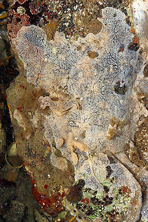 White Crust Tunicate - Didemnum albidum Whitish tan colonies that I found in soft, flat patches and lobes in tidal pools. They looked kind of like pancake batter.

Habitat: Tidal pools at low tide

https://www.jungledragon.com/image/99909/white_crust_tunicate_-_didemnum_albidum.html Didemnum albidum,Geotagged,Summer,United States,White Crust Tunicate
