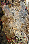 White Crust Tunicate - Didemnum albidum Whitish tan colonies that I found in soft, flat patches and lobes in tidal pools. They looked kind of like pancake batter.<br />
<br />
Habitat: Tidal pools at low tide<br />
<br />
https://www.jungledragon.com/image/99909/white_crust_tunicate_-_didemnum_albidum.html Didemnum albidum,Geotagged,Summer,United States,White Crust Tunicate