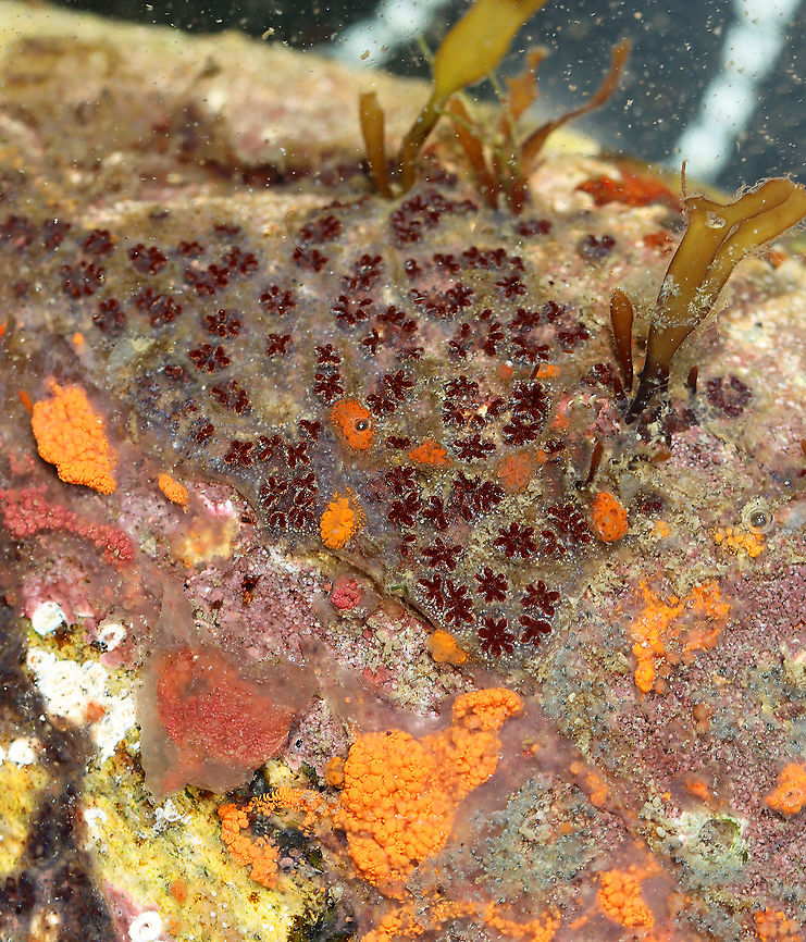 Golden Star Tunicate - Botryllus schlosseri ID is for the red, star-like-shaped things. <br />
<br />
Habitat: Tidal pools at low tide<br />
<figure class="photo"><a href="https://www.jungledragon.com/image/99912/golden_star_tunicate_-_botryllus_schlosseri.html" title="Golden Star Tunicate - Botryllus schlosseri"><img src="https://s3.amazonaws.com/media.jungledragon.com/images/3232/99912_thumb.jpg?AWSAccessKeyId=05GMT0V3GWVNE7GGM1R2&Expires=1759968010&Signature=lkbnYqPJTE3uYmp75HgTXORGZjo%3D" width="200" height="148" alt="Golden Star Tunicate - Botryllus schlosseri ID is for the red, star-like-shaped things.<br />
<br />
Habitat: Tidal pools at low tide<br />
https://www.jungledragon.com/image/99911/golden_star_tunicate_-_botryllus_schlosseri.html Botryllus schlosseri,Geotagged,Golden Star Tunicate,Summer,United States" /></a></figure> Botryllus,Botryllus schlosseri,Geotagged,Summer,United States,ascidian,tunicate