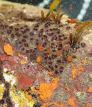 Golden Star Tunicate - Botryllus schlosseri ID is for the red, star-like-shaped things. <br />
<br />
Habitat: Tidal pools at low tide<br />
https://www.jungledragon.com/image/99912/golden_star_tunicate_-_botryllus_schlosseri.html Botryllus,Botryllus schlosseri,Geotagged,Summer,United States,ascidian,tunicate