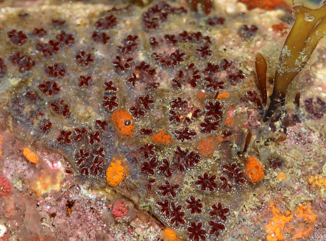 Golden Star Tunicate - Botryllus schlosseri ID is for the red, star-like-shaped things.<br />
<br />
Habitat: Tidal pools at low tide<br />
<figure class="photo"><a href="https://www.jungledragon.com/image/99911/golden_star_tunicate_-_botryllus_schlosseri.html" title="Golden Star Tunicate - Botryllus schlosseri"><img src="https://s3.amazonaws.com/media.jungledragon.com/images/3232/99911_thumb.jpg?AWSAccessKeyId=05GMT0V3GWVNE7GGM1R2&Expires=1767225610&Signature=1u0%2BXCb7RBbJjIv9hyxqYG%2FaT8k%3D" width="130" height="152" alt="Golden Star Tunicate - Botryllus schlosseri ID is for the red, star-like-shaped things. <br />
<br />
Habitat: Tidal pools at low tide<br />
https://www.jungledragon.com/image/99912/golden_star_tunicate_-_botryllus_schlosseri.html Botryllus,Botryllus schlosseri,Geotagged,Summer,United States,ascidian,tunicate" /></a></figure> Botryllus schlosseri,Geotagged,Golden Star Tunicate,Summer,United States