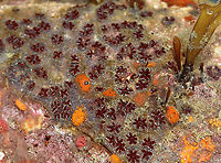 Golden Star Tunicate - Botryllus schlosseri ID is for the red, star-like-shaped things.<br />
<br />
Habitat: Tidal pools at low tide<br />
https://www.jungledragon.com/image/99911/golden_star_tunicate_-_botryllus_schlosseri.html Botryllus schlosseri,Geotagged,Golden Star Tunicate,Summer,United States